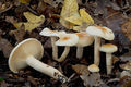 Hygrophorus lindtneri